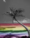 artpalm.jpg rainbow beach image by hollister_luve17